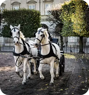 Always Winning Event Horses